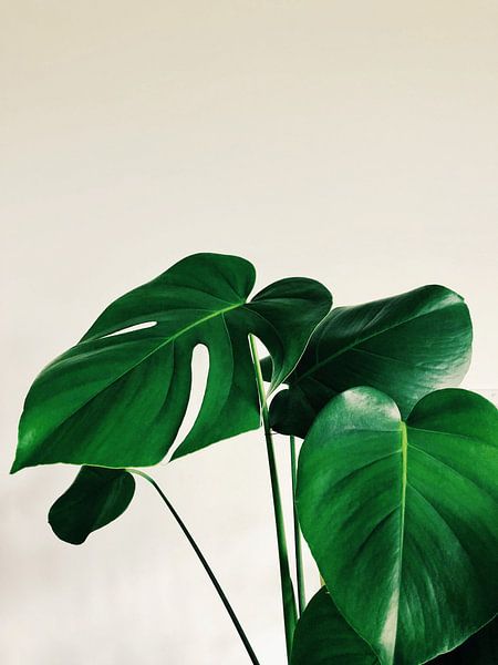 Monstera by Hello Pompoyo