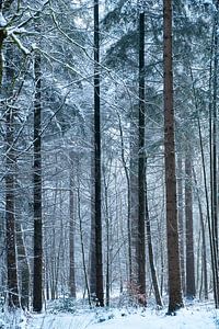 Bomen 3