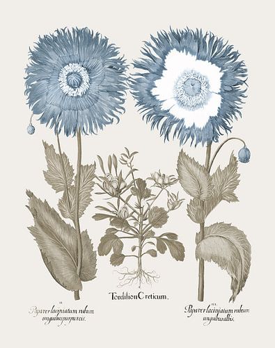 Basilius Besler-Pappie met franse bloemblaadjes