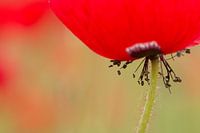 Poppy