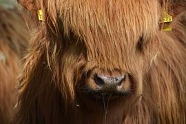 Close up Scottish Highlander by My Footprints