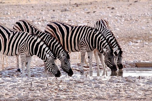Drinkende zebra's