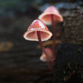 The Magic of the Forest by Rudolfo Dalamicio