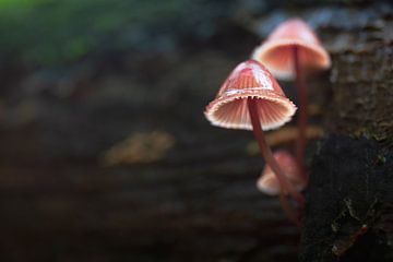 De Magie van het Bos van Rudolfo Dalamicio