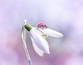 Ladybug by natascha verbij thumbnail