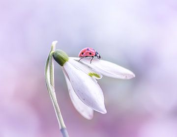 Ladybug by natascha verbij