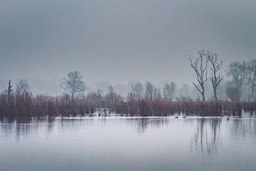 Somber mistig landschap van Daan Duvillier | Dsquared Photography