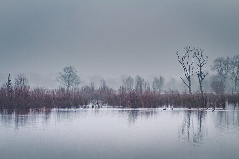 Düstere, neblige Landschaft von Daan Duvillier | Dsquared Photography