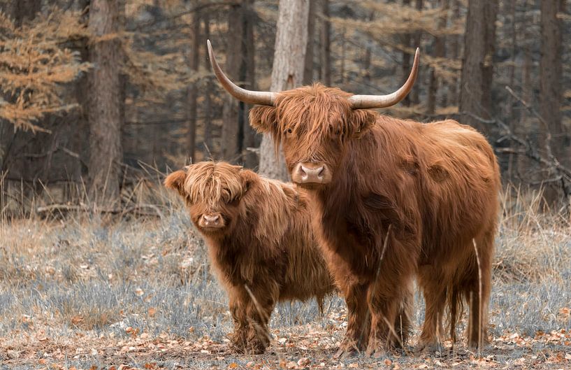 Schotse Hooglander met kalf van Ans Bastiaanssen