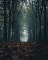 Ein nebliger Tag im Wald.