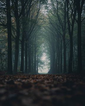 Mistige dag in het bos. van Glenn Slabbinck