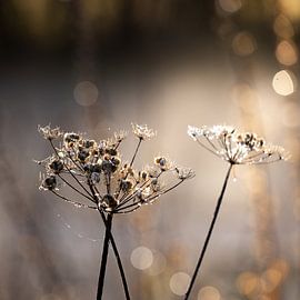 Golden Hour 6 sur Mareike Böhmer