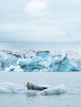 Phoque sur un floe dans le lac du glacier Jokulsarlon, Islande