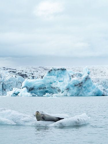 Seal on an ice floe in Jokulsarlon glacier lake, Iceland