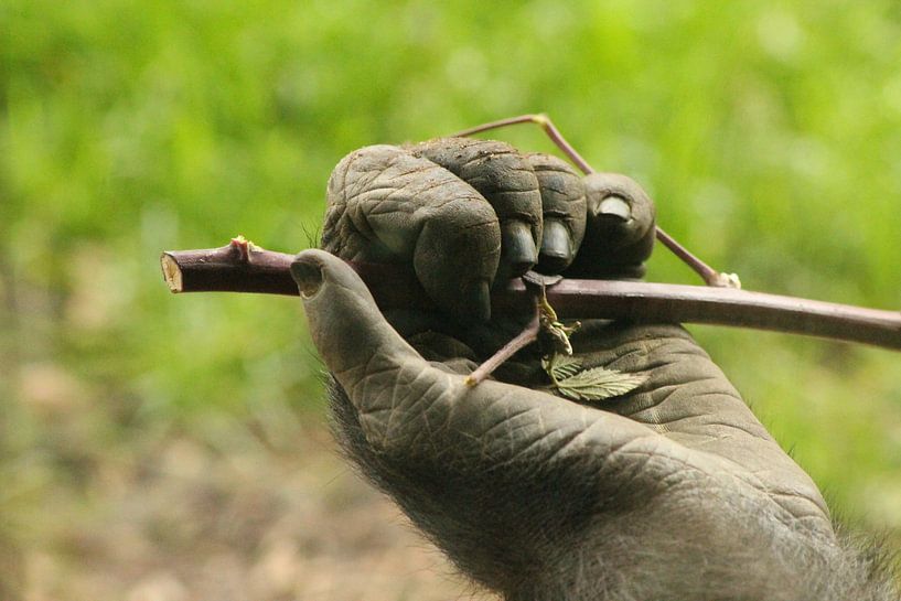 Gorilla hand by Maya Schoeber
