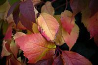 Les couleurs de l'automne dans toute leur splendeur