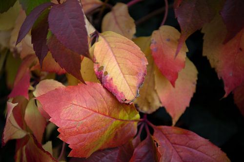 De kleuren van de herfst in verschillende pracht