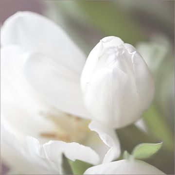 Witte tulpen van Willy Sybesma