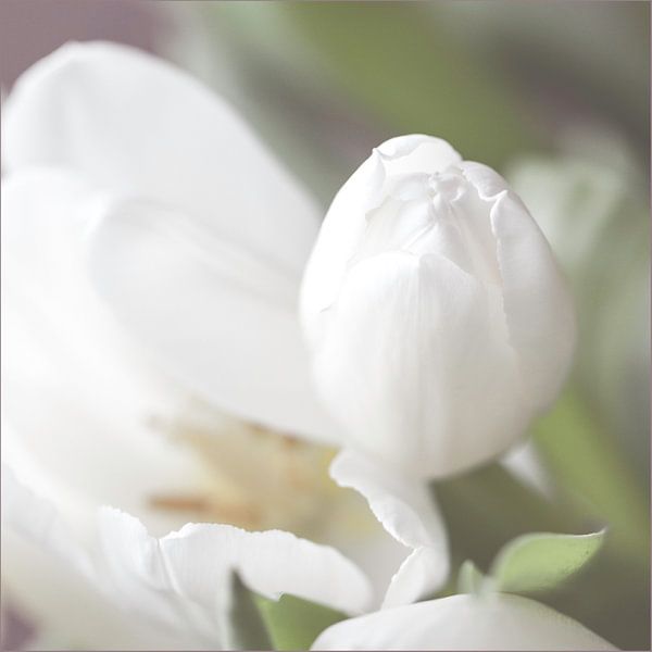 Witte tulpen von Willy Sybesma