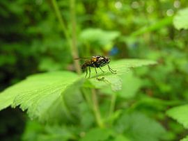 De mug rust uit. by André Mesker