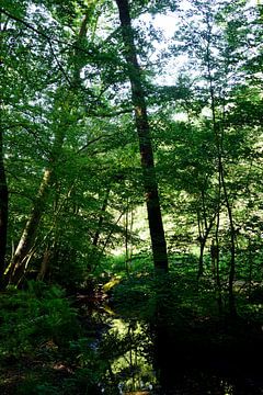 Une forêt de hêtres avec un ruisseau sur Gerard de Zwaan