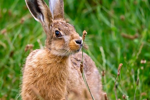 Haas von Erwin Schenk