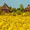 A travers le colza doré jusqu'au village de Reet Hoben sur Holger Felix