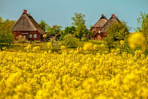 Durch den goldenen Raps zum Reet Dorf Hoben