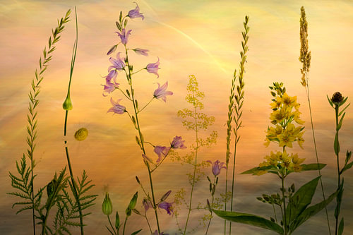 Fleurs des bas-côtés dans l'ambiance du soir sur Greetje van Son