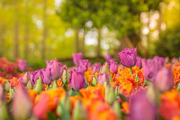 Kleurrijke Tulpen landschap van Andy Luberti