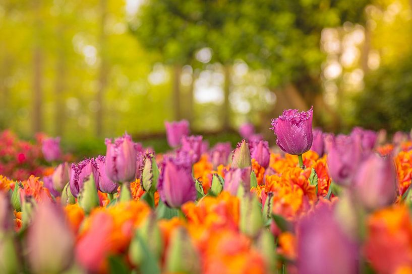 Paysage coloré de tulipes par Andy Luberti