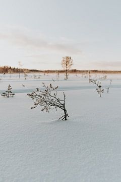 Reizen | Lapland | Finland | sneeuwlandschap | wildernis in Fins Lapland van Iris van Tricht