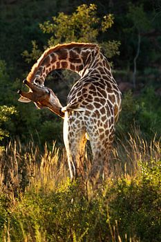 Giraffe in Afrikas schöner Landschaft