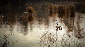 Die Purmerender Sumpfgebiete