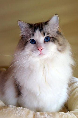 Ragdoll Miracles Douces Kyle