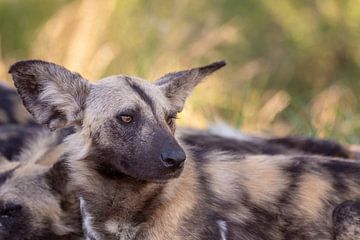 hyena's van Dennis Eckert