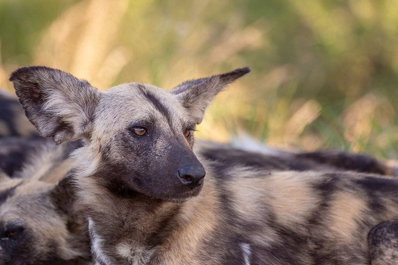 hyenas by Dennis Eckert