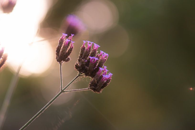 violette Herbstblume von Tania Perneel