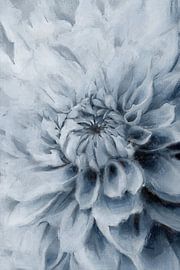 Dahlia | Blauw van Kanzo