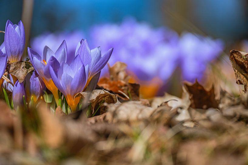Spring awakening by Photoart-Naegele
