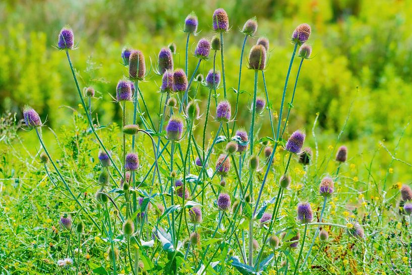 Thistle by Merijn Loch
