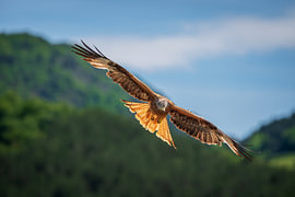 Rotmilan (Milvus milvus) im Flug von Dick Hoogenboom