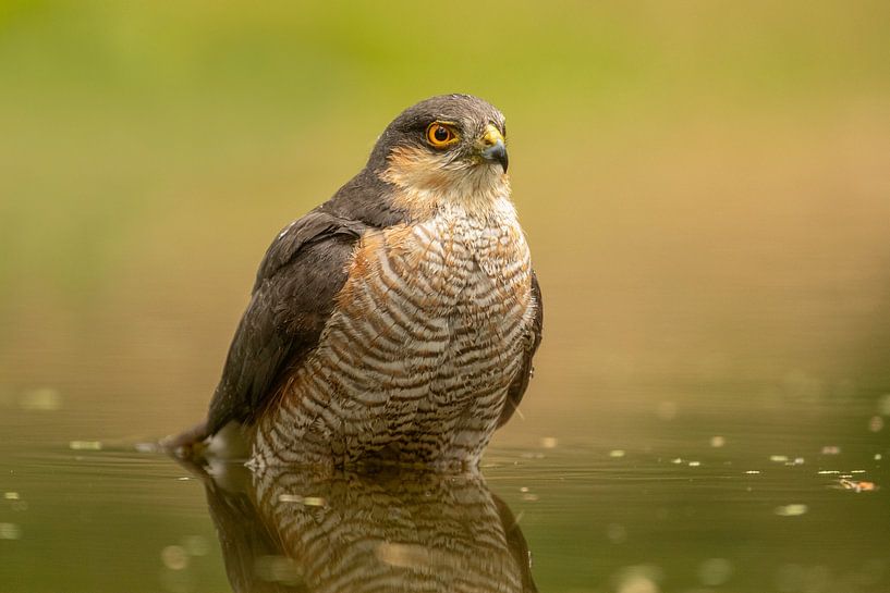 Épervier dans l&#039;eau 2 par Tanja van Beuningen