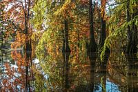 Herfst Symfonie