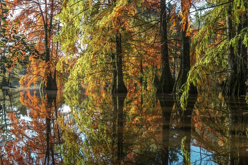 Symphonie d' Automne par jean-michel deborde