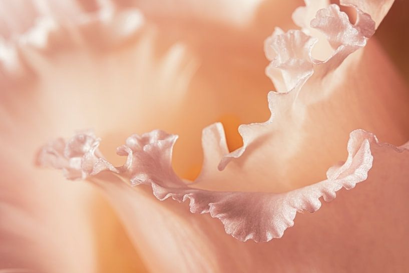 Soft pastel shades: Close-up of petals by Marjolijn van den Berg