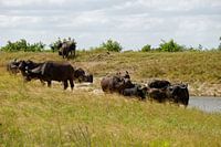 Group of African buffalo near the water