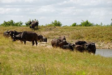 Group of African buffalo near the water by Frits Schulte