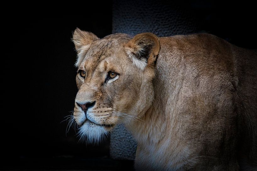 Leeuwin op zwart van Janine Bekker Photography