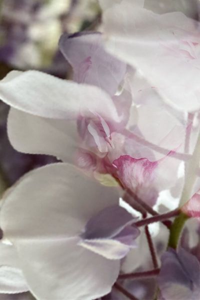 Blue Rain / Wisteria in bloom by Marianna Pobedimova